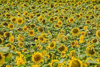 《空之轨迹 the 1st》角色介绍视频：阵·瓦赛克